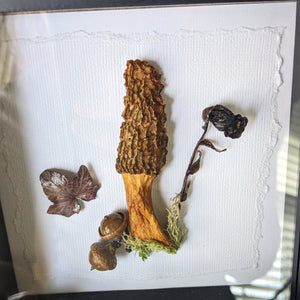 Shadowbox : Morel + Ghost Pipe Flower + Pin Oak Acorn