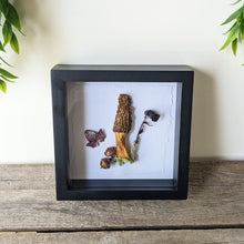 Load image into Gallery viewer, Shadowbox : Morel + Ghost Pipe Flower + Pin Oak Acorn
