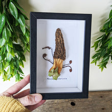 Load image into Gallery viewer, Shadowbox : Morel &amp; Ferns

