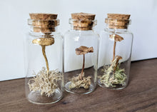 Load image into Gallery viewer, Tabletop Mushroom Vial -Large
