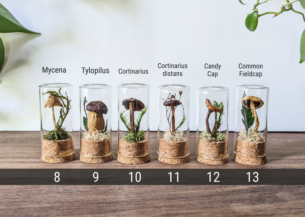Tabletop Mushroom Vial - Medium