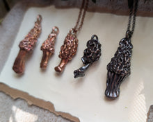 Load image into Gallery viewer, Morel Mushroom - C