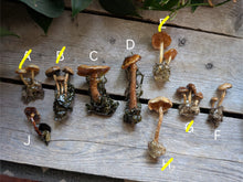 Load image into Gallery viewer, Sealed Mushroom Pins