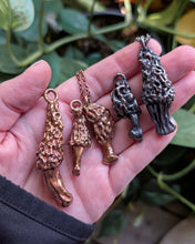 Load image into Gallery viewer, Morel Mushroom - C