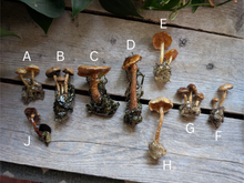 Load image into Gallery viewer, Sealed Mushroom Pins