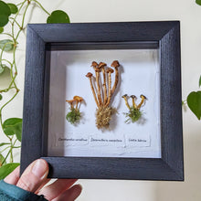Load image into Gallery viewer, Shadowbox : Chanterelle + Ringless Honey + Jelly Baby
