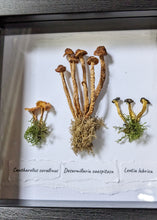 Load image into Gallery viewer, Shadowbox : Chanterelle + Ringless Honey + Jelly Baby
