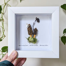 Load image into Gallery viewer, Shadowbox : Morels + paper Butterfly + Indian Pipe Flower

