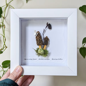 Shadowbox : Morels + paper Butterfly + Indian Pipe Flower