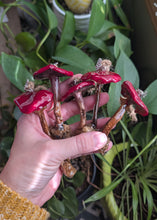 Load image into Gallery viewer, Batch 6 - One Ornament - Random Pick
