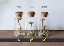 Load image into Gallery viewer, Tabletop Mushroom Vial -Large
