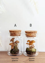 Load image into Gallery viewer, *New : Tabletop Mushroom Vials
