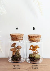 *New : Tabletop Mushroom Vials