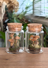 Load image into Gallery viewer, *New : Tabletop Mushroom Vials
