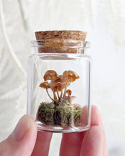 Load image into Gallery viewer, *New : Tabletop Mushroom Vials
