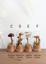 Load image into Gallery viewer, *New : Tabletop Mushroom Vials

