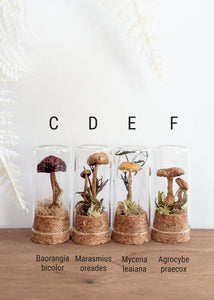 *New : Tabletop Mushroom Vials
