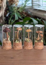 Load image into Gallery viewer, *New : Tabletop Mushroom Vials
