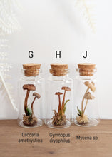 Load image into Gallery viewer, *New : Tabletop Mushroom Vials
