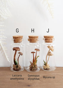 *New : Tabletop Mushroom Vials