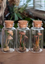 Load image into Gallery viewer, *New : Tabletop Mushroom Vials
