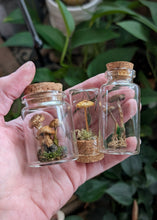 Load image into Gallery viewer, *New : Tabletop Mushroom Vials
