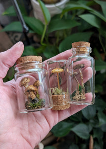 *New : Tabletop Mushroom Vials