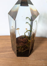 Load image into Gallery viewer, Large - Walnut Mycena
