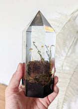 Load image into Gallery viewer, Large - Walnut Mycena
