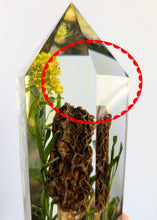 Load image into Gallery viewer, Large - Yellow Morel with Goldenrod (slight color leach) **Light Base Not Included
