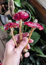 Load image into Gallery viewer, Batch 1 - Fly Agaric - One Ornament
