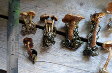 Load image into Gallery viewer, Sealed Mushroom Pins
