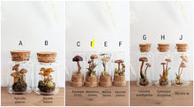 Load image into Gallery viewer, *New : Tabletop Mushroom Vials
