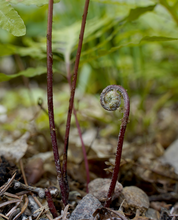Load image into Gallery viewer, Real Fern Ovals - Plated in Copper
