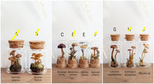 Load image into Gallery viewer, *New : Tabletop Mushroom Vials
