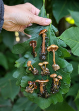 Load image into Gallery viewer, Sealed Mushroom Pins
