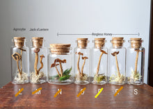 Load image into Gallery viewer, Tabletop Mushroom Vial - Cork Tops
