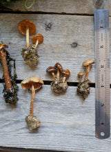 Load image into Gallery viewer, Sealed Mushroom Pins
