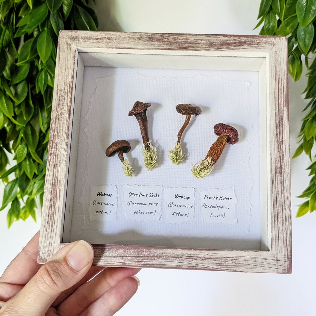 Shadowbox : Webcap - Pine Spike - Webcap - Bolete