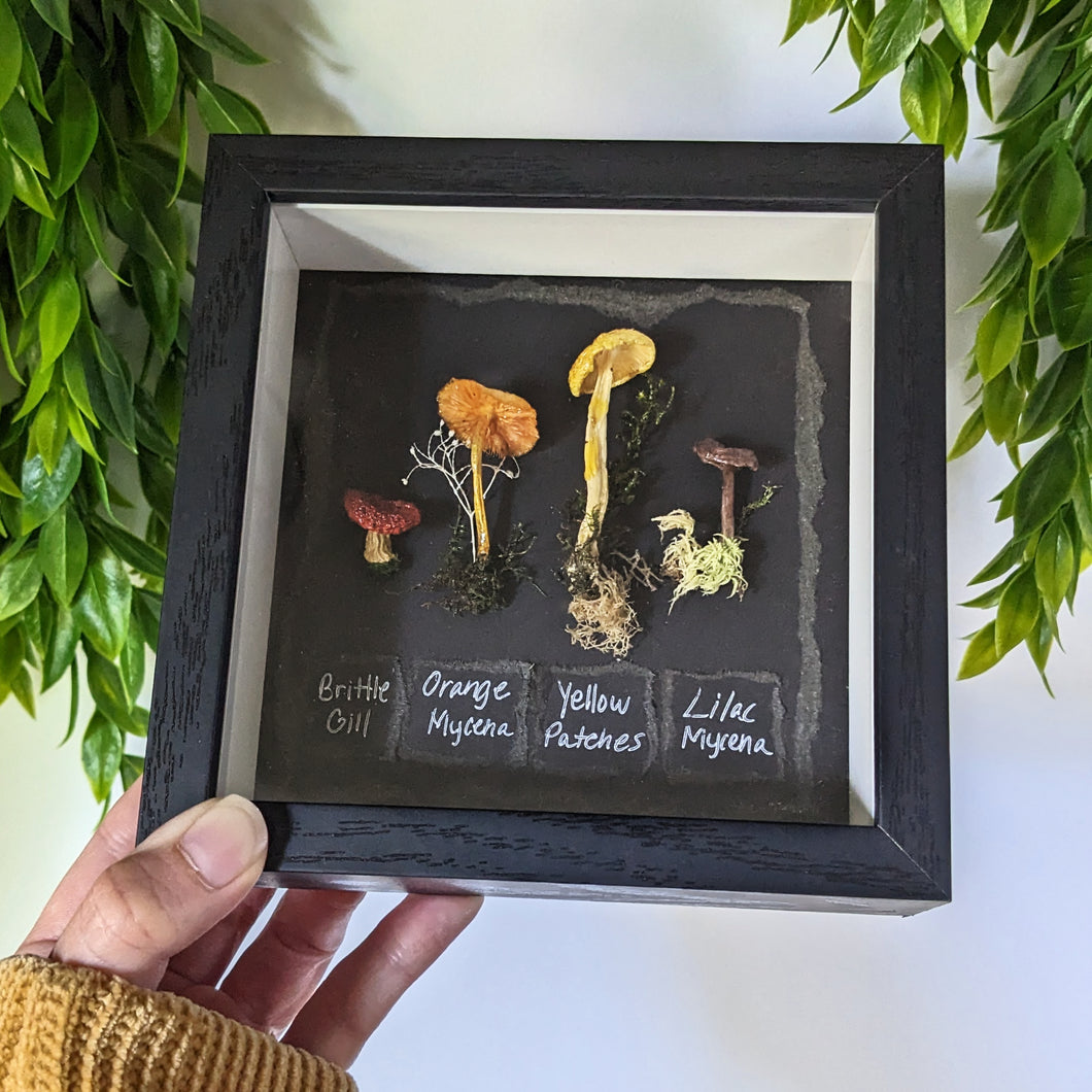 Shadowbox : Brittle Gill - Mycena - Yellow Patches - Mycena