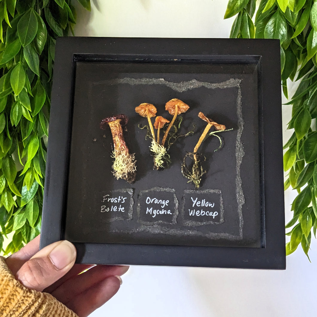 Shadowbox : Bolete - Bonnet - Webcap